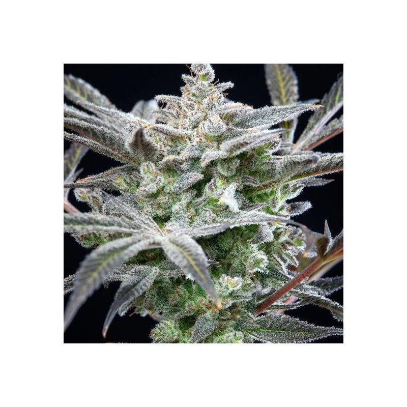 Strawberry Gorilla Auto, Фасовка: 3, изображение 7